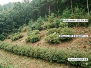 관목 기능군-패치-모자이크 - shrub-patch-mosaic
