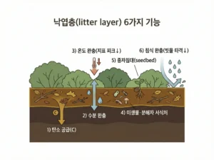 낙엽층 6가지 기능 - litter-layer-6functions