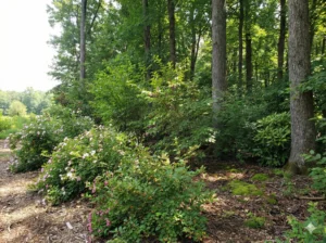 생태복원-관목층위구조-shrub-layer-structure